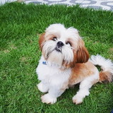 Fernanda Pereira Drumond