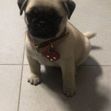 cibele andrade alves