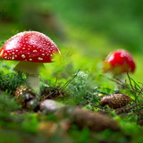 Helena Salles de Lima