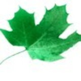 Cantinho  de  Donanas