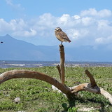 Clélio Oliveira Cardoso