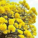 Maria Aparecida Santos