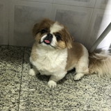 Aline Cristina Tavares Teixeira