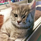 Marcelo Santos Pecoraro