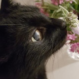 DANIELE POPPST SWERTS