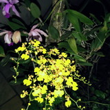 Désirée Schaefer Pasold