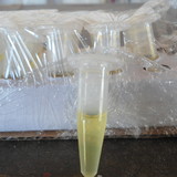 Jose Paulo queiroz prado junior