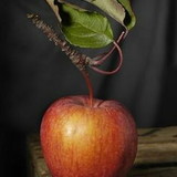 NIVALDA SILVA OLIVEIRA