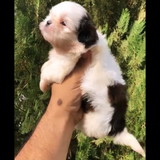 Edna dos Santos Freire