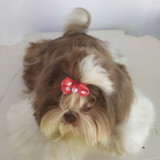 Lucivania Silva de Araújo Lourenço