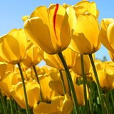 Maria Aparecida de Souza Santos