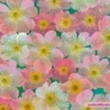 Amanda Rodrigues Braga de Abreu