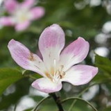 Luciene Becale Godoy