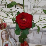 Maria Aparecida Rodrigues da Silva Zanim