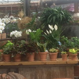 Alexandrina Sales Pereira