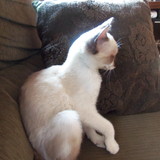 Maria rosa dias Gonçalves