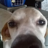 Fabiana do Carmo Nasser