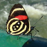 Marcelo Paes de Figueiredo