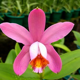 ATILA VIEIRA VICENTE