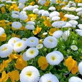 CATIA CILENE DE OLIVIERA SANTIAGO