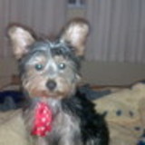 Fernanda de Pádua Lins