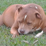 Giovana Elena Barros Santos