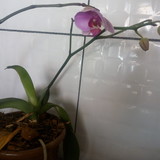 Geilsa da Silva Milano