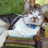 Priscila Fernanda da Silva