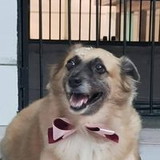 Dirllane Cardoso DA Silva Neves Neves