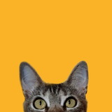 Juliane Teixeira Fernandes