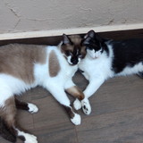 Cláudia Donega Neves