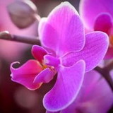 Nayara M Vieira Paulino