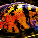 José Chagas da Silva Júnior