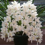 Cristiane Malta De Oliveira