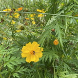 RENATA DE PAULA MASCARENHAS