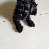 Carlos Augusto Ojeda