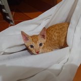 Ana Cristina Cavalcante