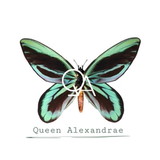 Queen Alexandrae 