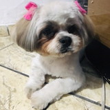 Beatriz Domingues da Silva