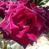 Ana Paula Cavalcanti