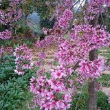 Nereida Sales Naves Alves