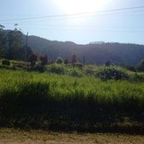 Elizabete Silva Silva