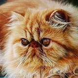 Adriano Gonzaga Braga