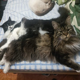 Diego dos santos franco