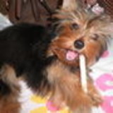 Andreia Maimone Félix