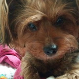 ELISANGELA BATISTA RAMBO