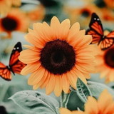 Josemeyre Nobre Martins