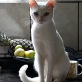 Tatiana Machadodos santos