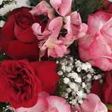 Valéria Cortes Lemos