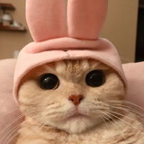 Amanda Maciel Schuler